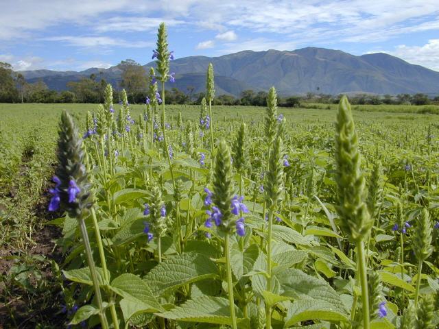 Chia (Salvia hispanica)