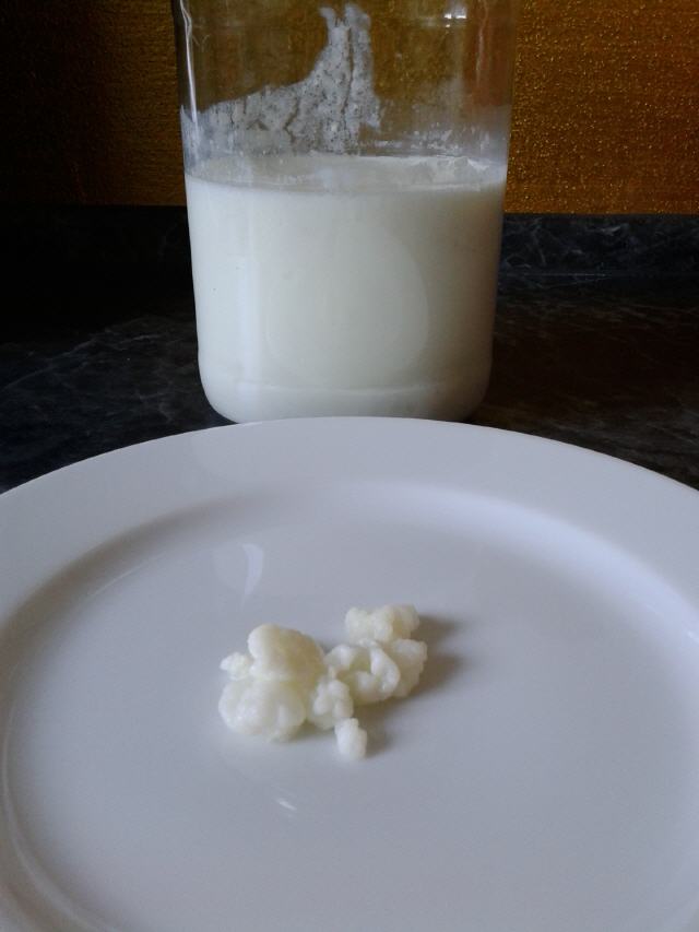 Kefirknollen und Ansatz im Glas